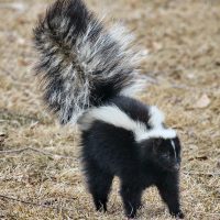 How to Get Rid Of Skunks Under My Deck