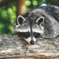 Raccoon repellent remedies