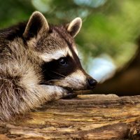 There is a raccoon out during the day, is it rabid?