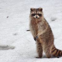 What are some humane, effective way of repelling raccoons