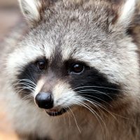 What do raccoons do in the winter
