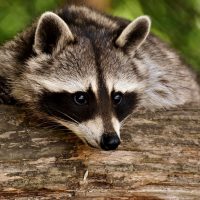 Raccoon behaviour in residential areas