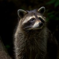 Raccoon in a house: what to do if a raccoon is in your home