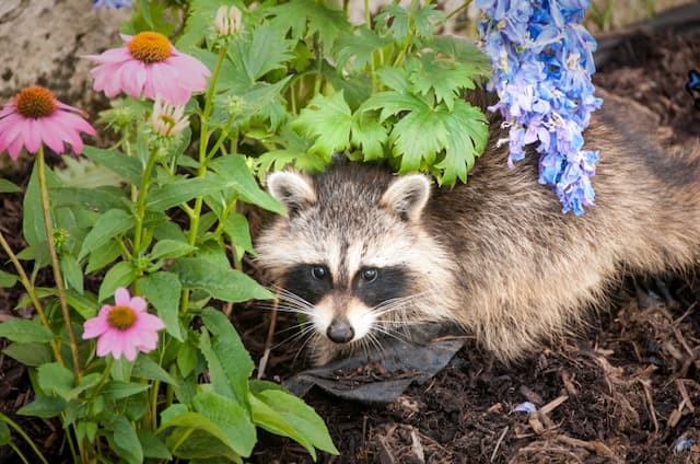 How to raccoon proof your garbage