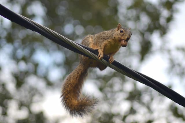 https://www.wildliferemovalguelph.ca/wp-content/uploads/2016/03/How-to-Use-a-Squirrel-Trap-at-Home-.jpg