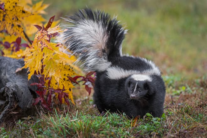 Most Common Skunk Attractants