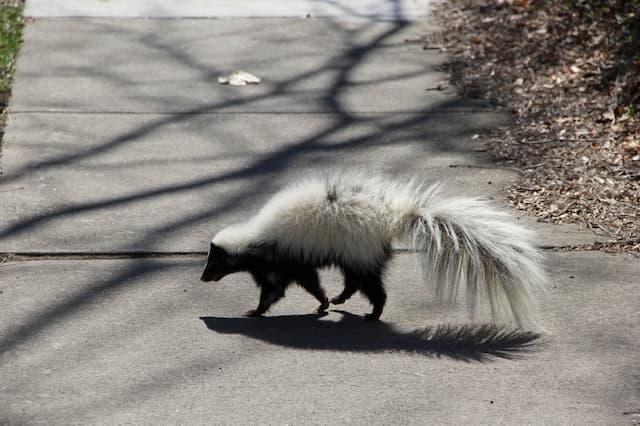 Prevention Tips to Keep Skunks