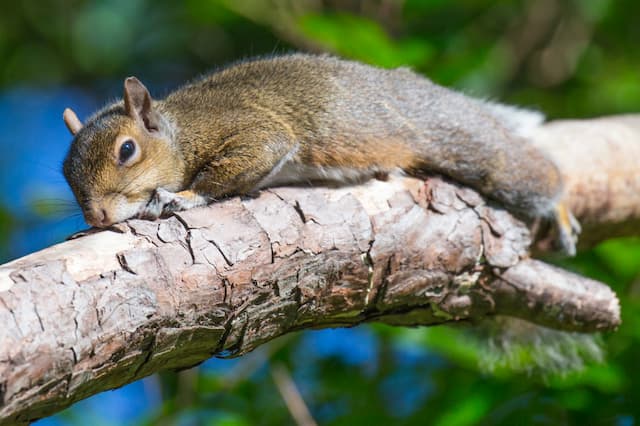 Some Tips on How to Remove Squirrels