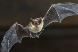 bat removal guelph
