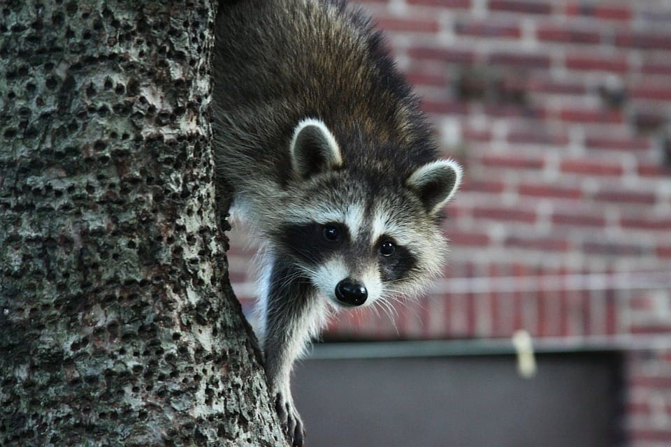 How to Get Rid Of Raccoons Under Deck