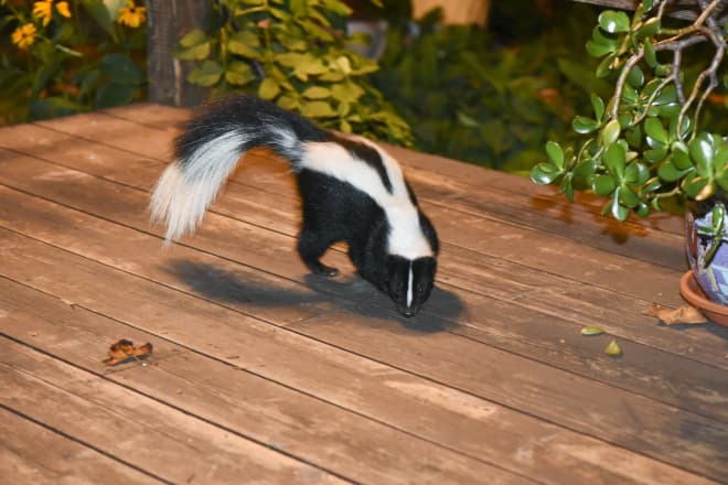 How to Get Rid Of Skunks Under My Deck