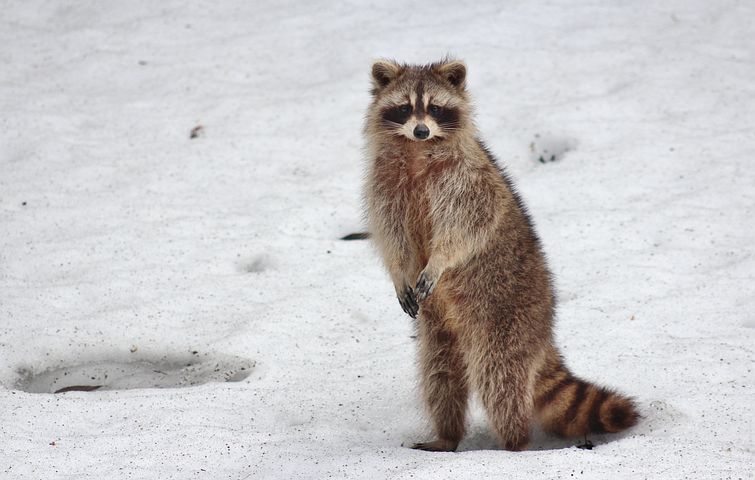 What are some humane, effective way of repelling raccoons