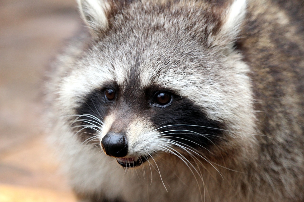 What do raccoons do in the winter Wildlife Removal Guelph