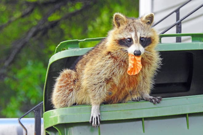 How to keep raccoons out of your trash