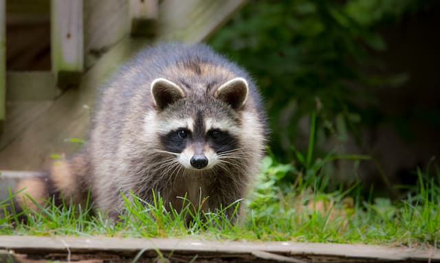 How to tell if a raccoon has rabies