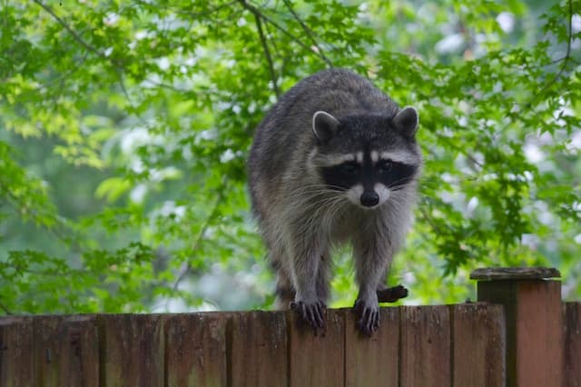 Humane raccoon trapping and removal