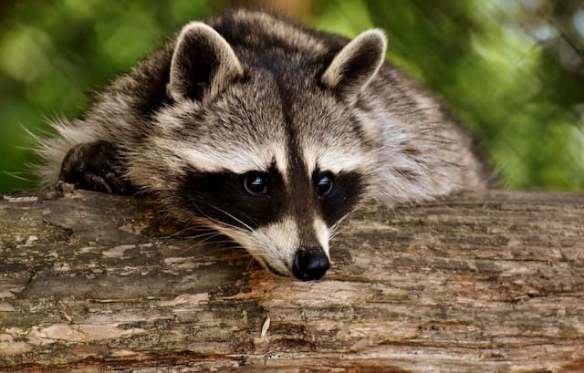 Raccoon behaviour in residential areas