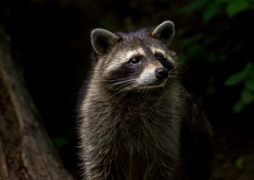 Raccoon in a house: what to do if a raccoon is in your home