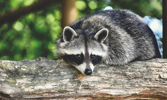 Raccoon repellent remedies do they work