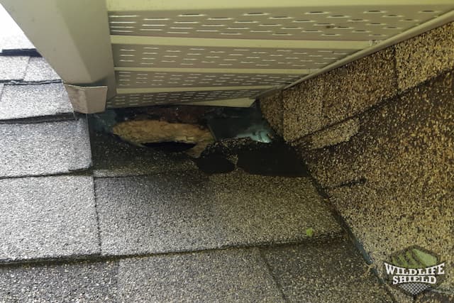 Case Study: Squirrel Chews Hole in Roof to Reach Attic in Guelph