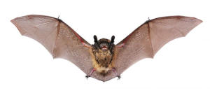 bat nuisance wildlife removal guelph
