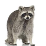 Raccoon removal guelph