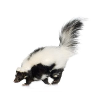 Skunk Wildlife Removal Guelph