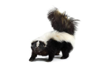 Wildlife Skunk Removal Solutions Guelph